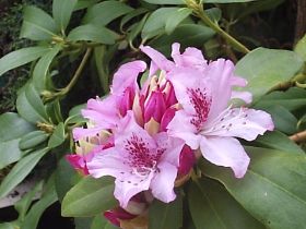 rododendron rosa.JPG