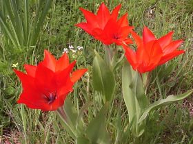 tulipan rojo.JPG